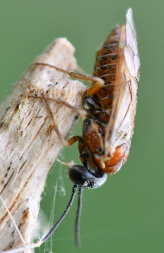 Réf. 253 317 : Periclista sp.