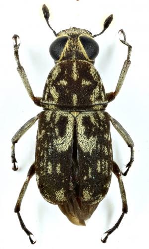 Réf. 253 657 : Phaenithon semigriseus