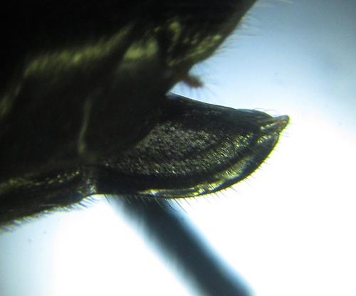 Réf. 253 457 : Macrophya infumata