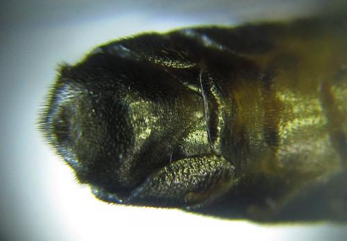 Tenthredopsis sp.