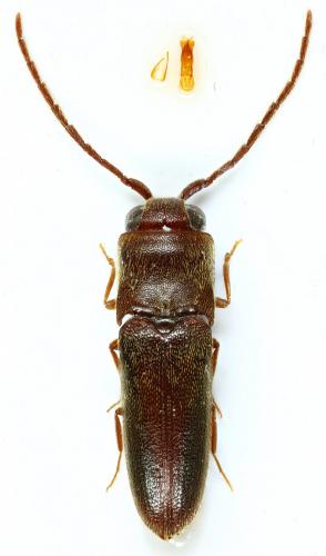 Entomophthalmus sp.