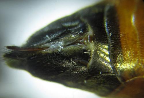 Réf. 253 278 : Tenthredopsis sp.