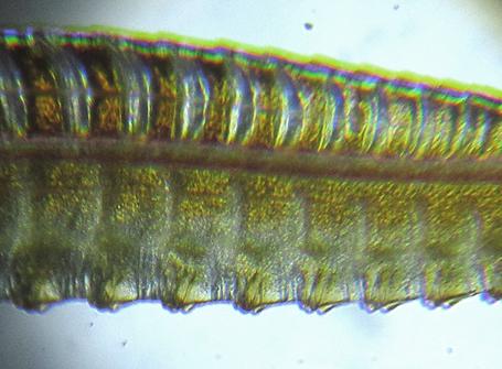 Macrophya infumata