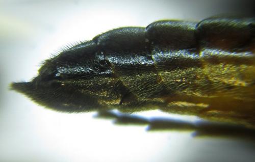 Réf. 253 260 : Tenthredopsis sp.
