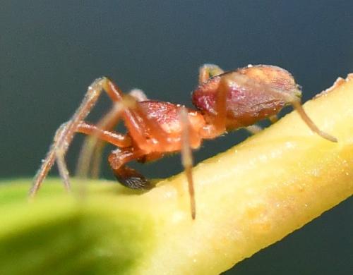 Nigma (flavescens-puella)