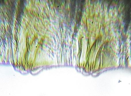 Réf. 253 459 : Macrophya infumata