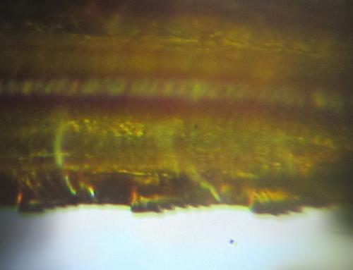 Réf. 253 279 : Tenthredopsis sp.