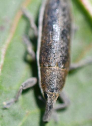 Lixus sp.