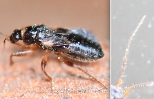 Alloeorhynchus flavipes