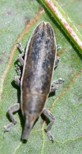 Réf. 253 611 : Lixus sp.