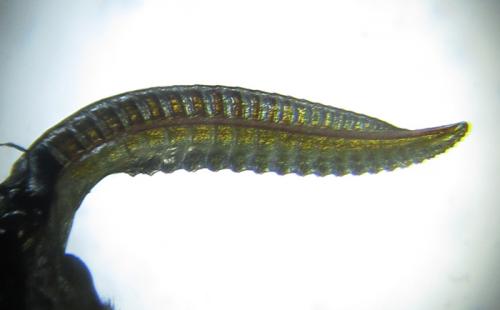 Réf. 253 460 : Macrophya infumata