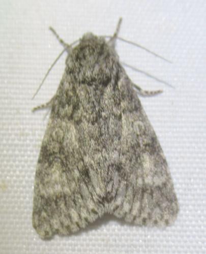 Réf. 253 963 : Subacronicta megacephala