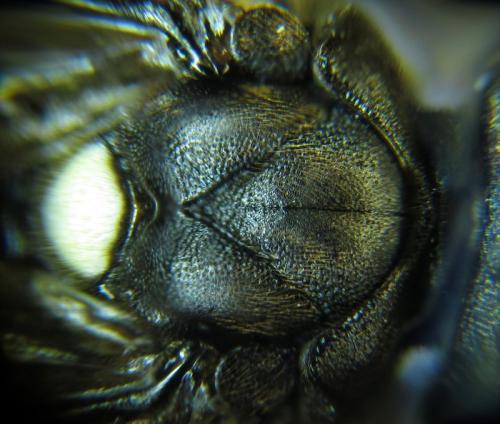 Réf. 253 461 : Macrophya infumata