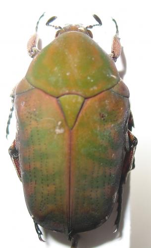 Anelaphinis breviceps