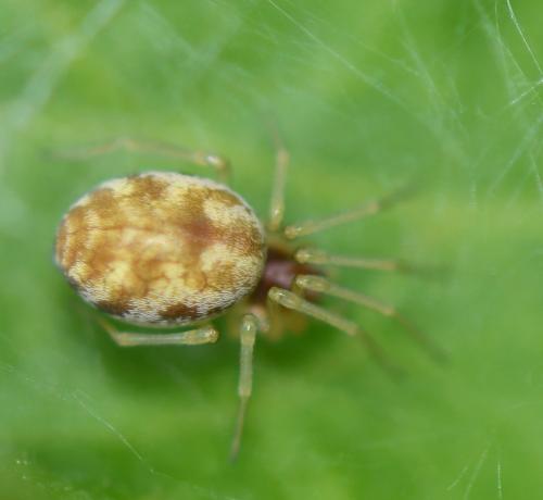 Réf. 253 830 : Nigma sp.