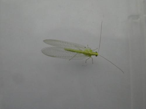 Chrysoperla sp.