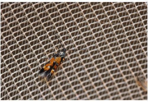 Mompha locupletella