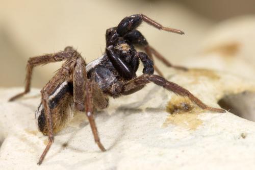 Alopecosa cuneata