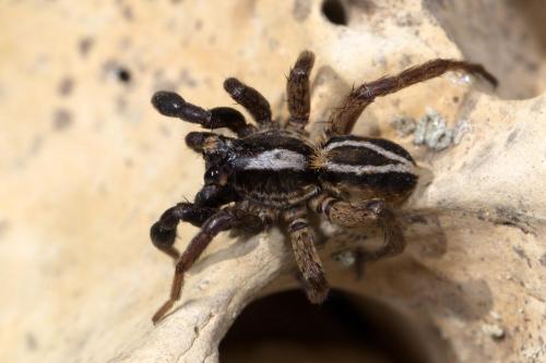 Réf. 253 118 : Alopecosa cuneata