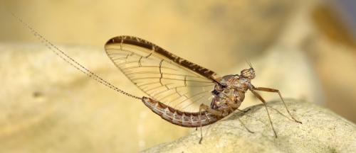 Réf. 253 119 : Cloeon dipterum
