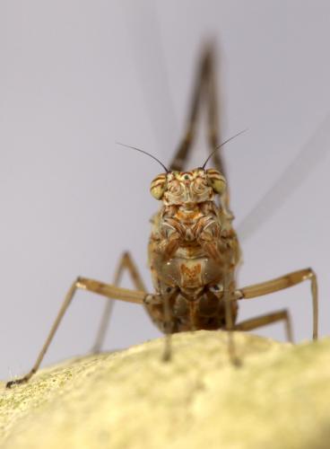 Réf. 253 120 : Cloeon dipterum
