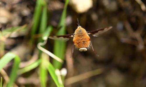 Bombylius major