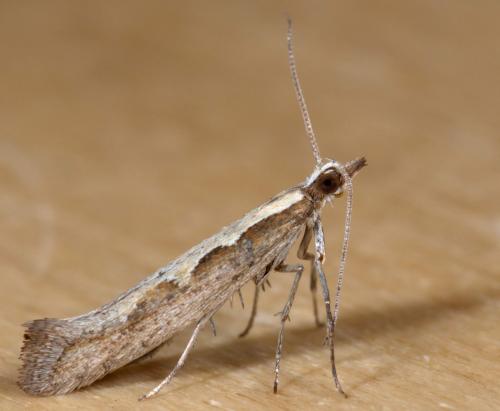 Réf. 253 121 : Plutella xylostella