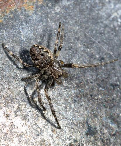 Nuctenea umbratica