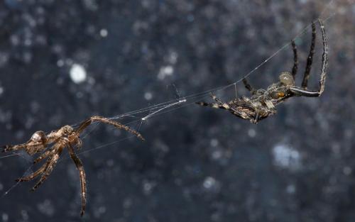 Nuctenea umbratica