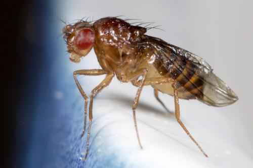 Drosophila funebris