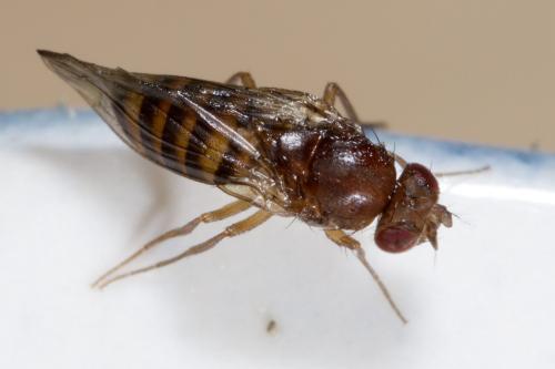 Drosophila funebris
