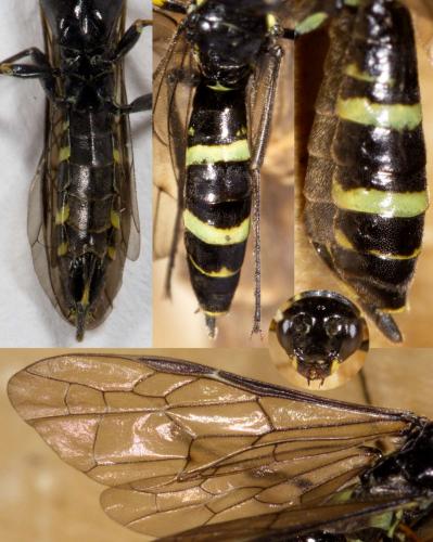 Réf. 253 824 : Cephinae inconnu
