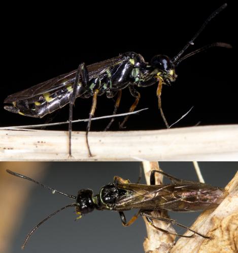 Réf. 253 823 : Cephinae inconnu