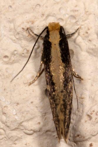Monopis crocicapitella