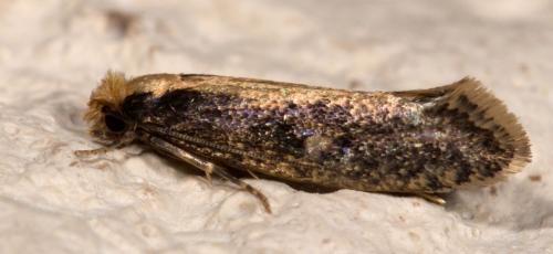 Monopis crocicapitella