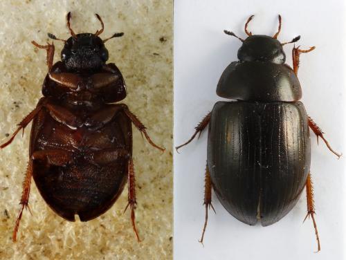 Réf. 253 991 : Hydrobius fuscipes