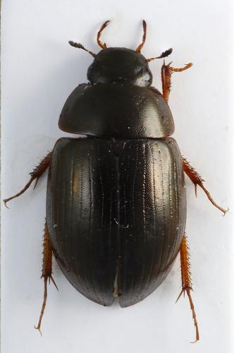 Réf. 253 990 : Hydrobius fuscipes