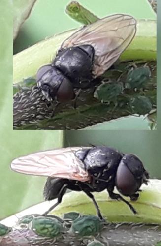 Dasiops sp.