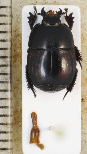Hister quadrimaculatus
