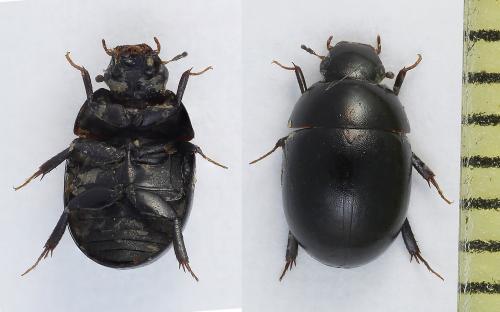 Coelostoma hispanicum