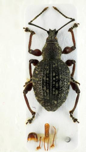 Réf. 253 092 : Otiorhynchus armadillo