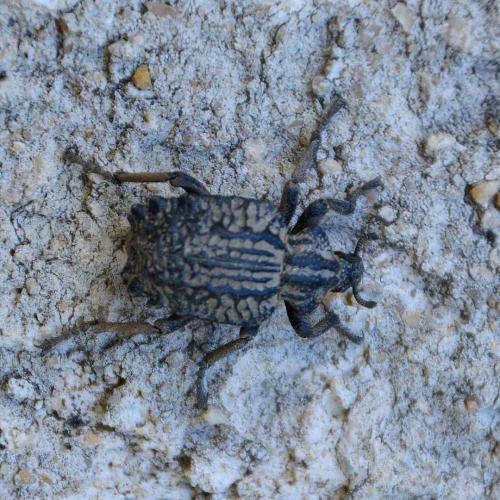 Brachycerus sp.