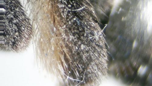 Andrena (scotica-trimmerana)