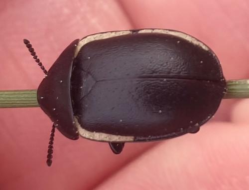 Ablattaria laevigata