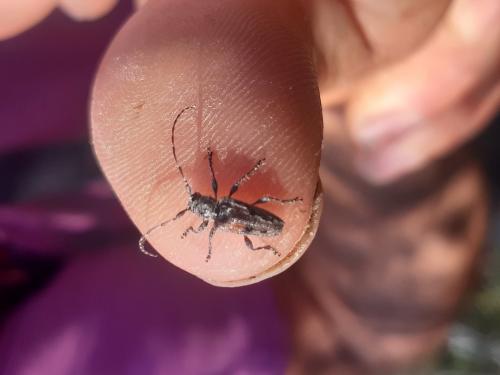 Réf. 253 070 : Pogonocherus sp.
