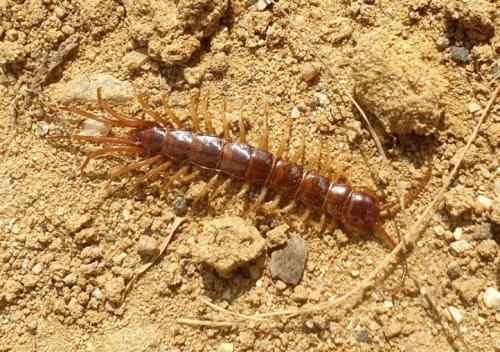 Lithobius sp.