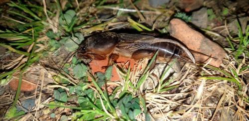 Gryllotalpa sp.
