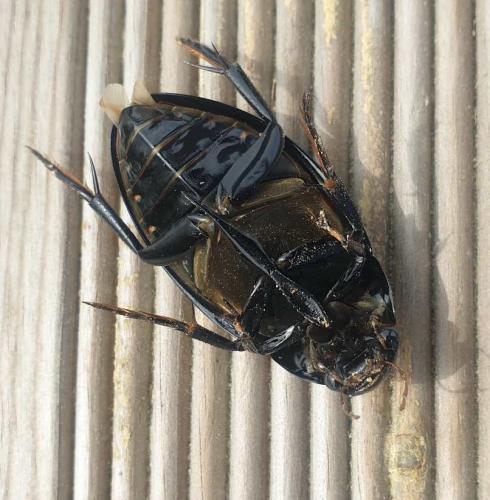 Réf. 253 065 : Hydrophilus sp.