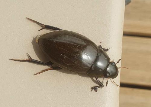 Réf. 253 064 : Hydrophilus sp.