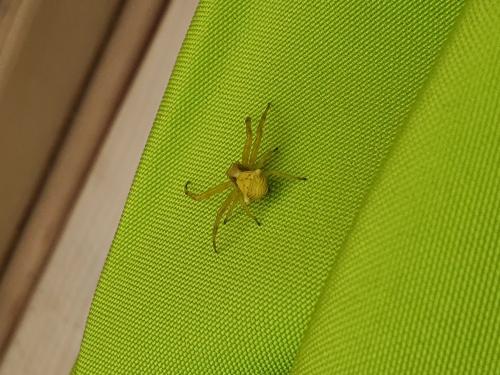 Thomisus onustus